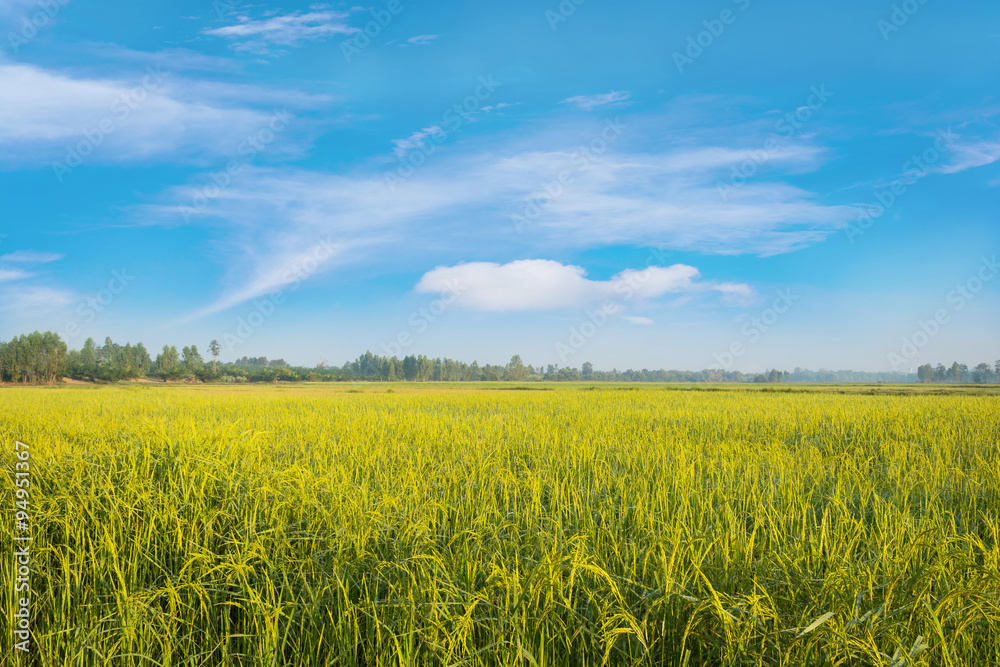 Rice fields with beautiful skies and white clouds of the Northea Rice fields with beautiful skies and white clouds of the Northea