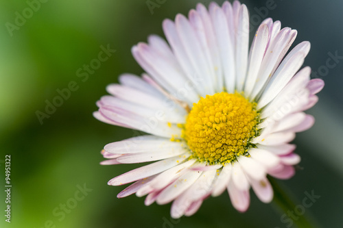 Ox-Eye daisy  Leucanthemum vulgare  with white and pink petals