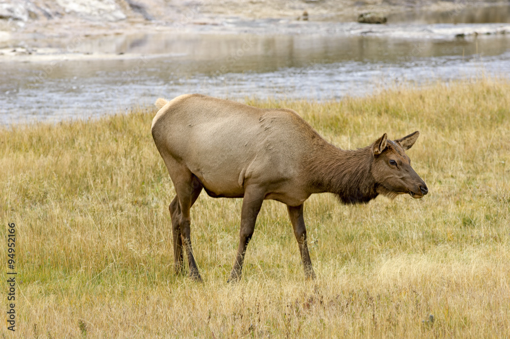 Female Elk (Cervus elaphus), Yellowstone National Park, Wyoming, USA 