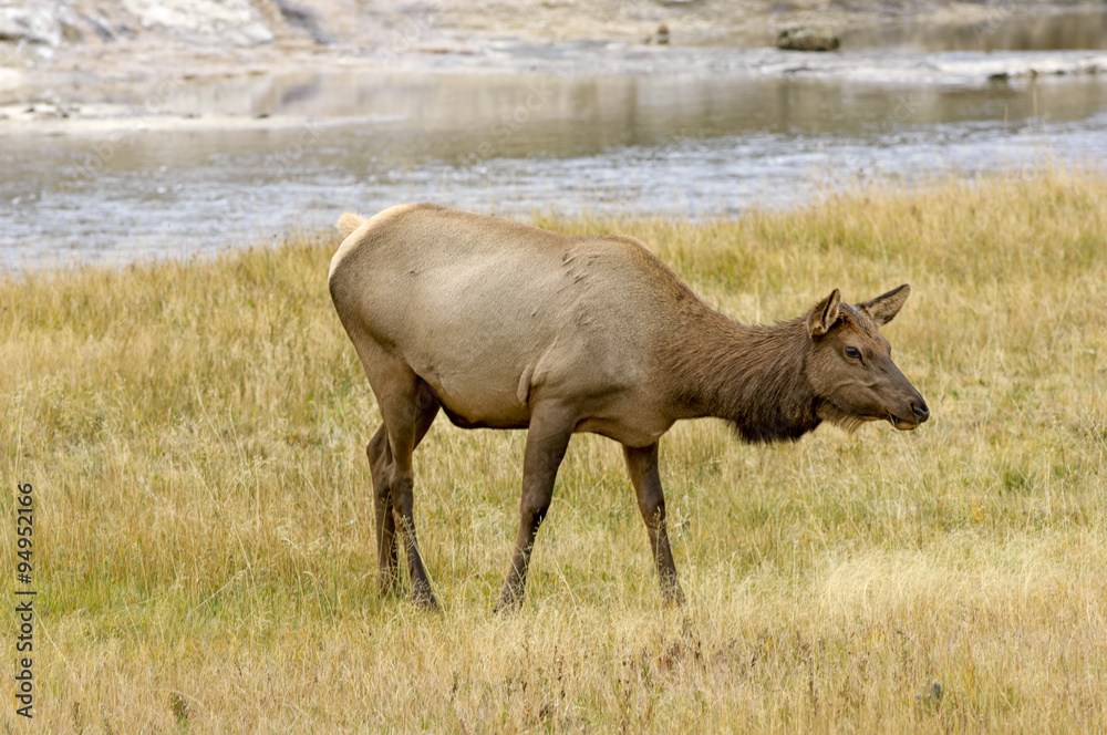 Female Elk (Cervus elaphus), Yellowstone National Park, Wyoming, USA Female Elk (Cervus elaphus), Yellowstone National Park, Wyoming, USA