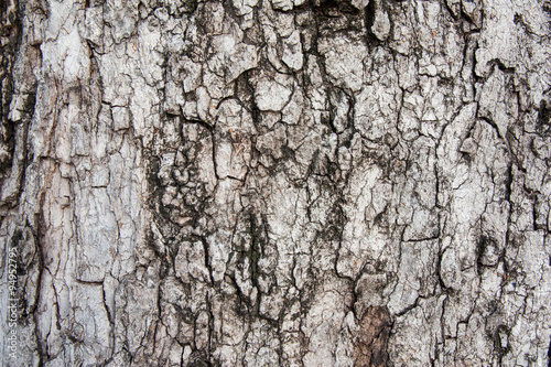 Bark of a tree in Bangkok