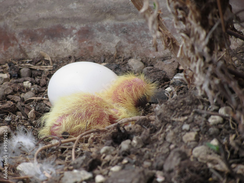 Pigeon chick in the nest with his brother egg