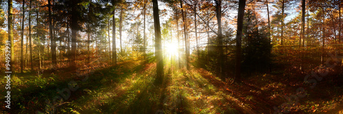 Wald Panorama mit Sonnenstrahlen #94952931