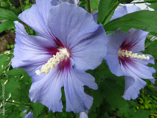 Blue Rose of Sharon