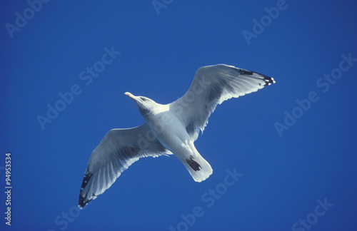 Seagull flying over Martha's Vineyard, MA
