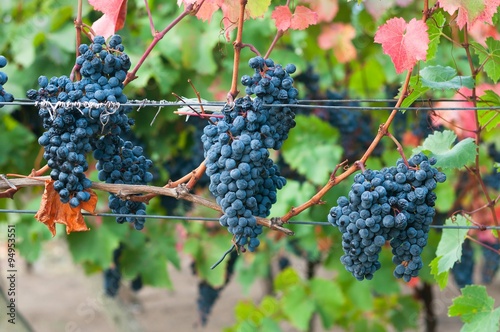 Bunch of red wine grape Bibor kadarka (Purple kadarka) in vineyard ready to harvest. Bibor kadarka is a Hungarian bred red wine grapes