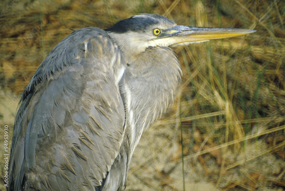 Close-up of Heron, Assateague National Wildlife Refuge, MD