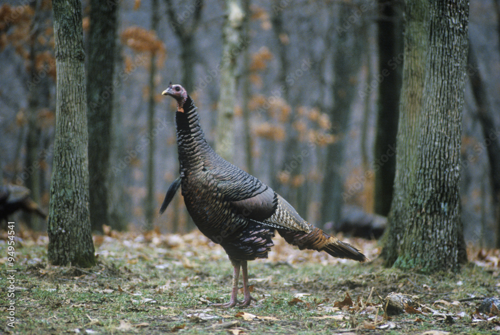 Wild Turkey Hen, Lone Elk Park, MO Wild Turkey Hen, Lone Elk Park, MO