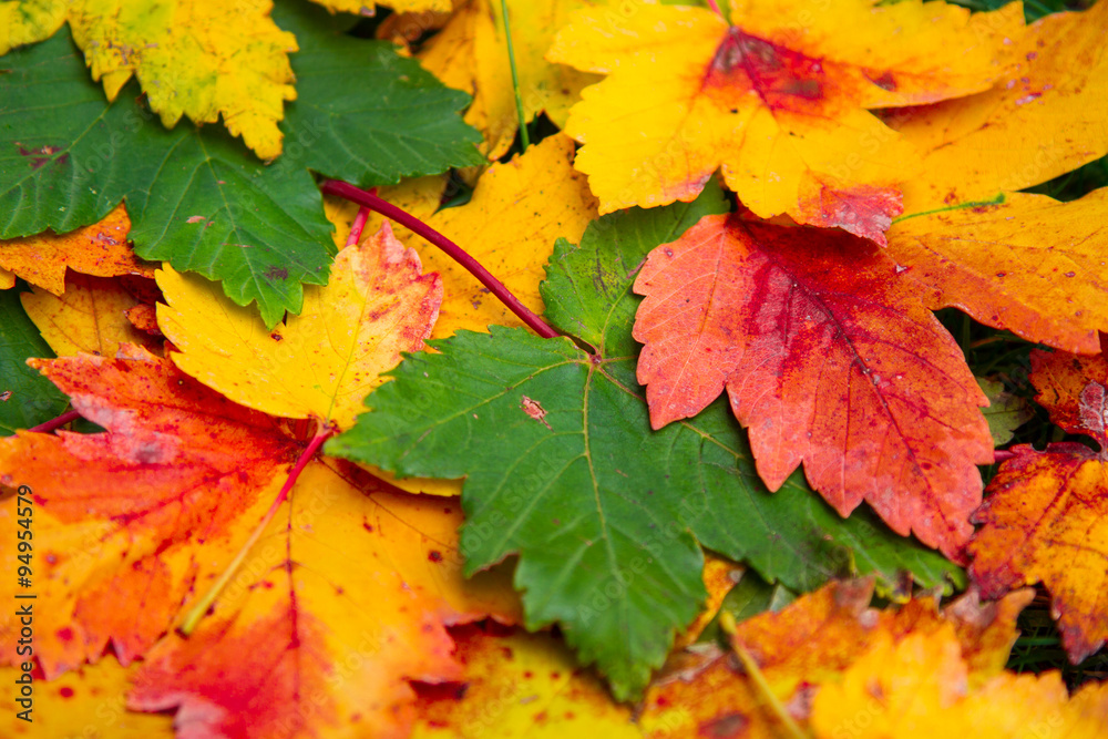 Autumn leaves frame over white for your text Autumn leaves frame over white for your text
