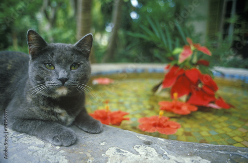 Gray cat by lily pond in Key West FL, home of Ernest Hemingway photo