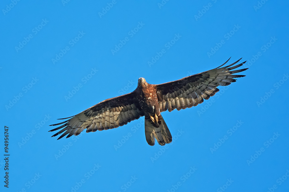Fototapeta premium European Honey Buzzard (Pernis apivorus)