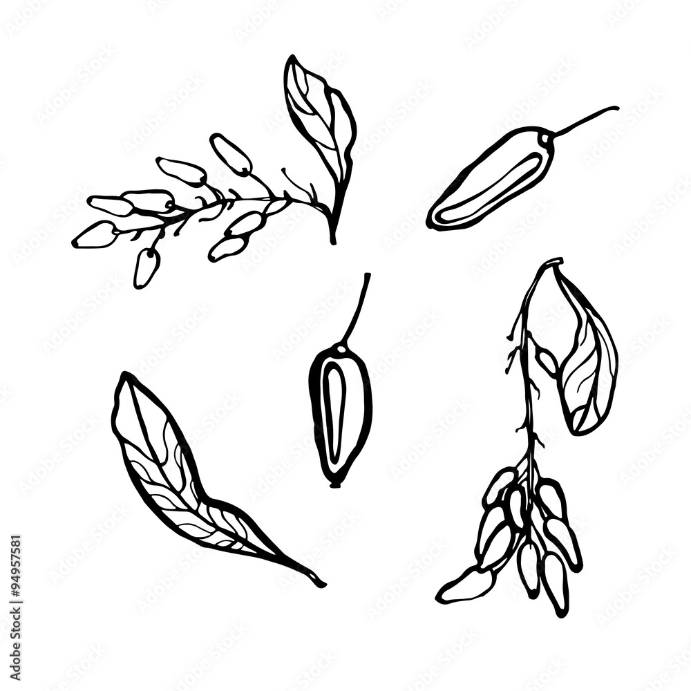 Hand drawn barberry set. Hand drawn barberry set.