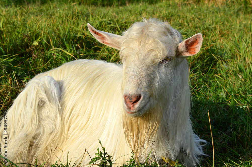 Fototapeta premium Goat