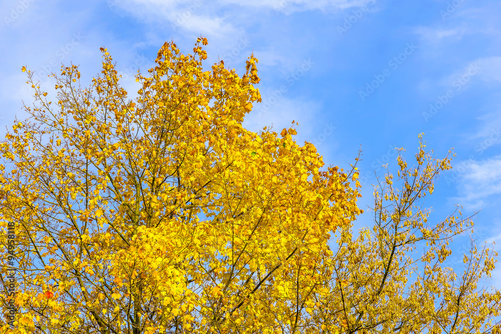 Branches with Yellow Leaves Against Sky