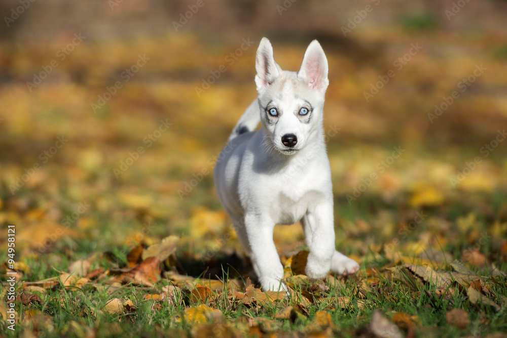 siberian husky puppy walking outdoors in autumn