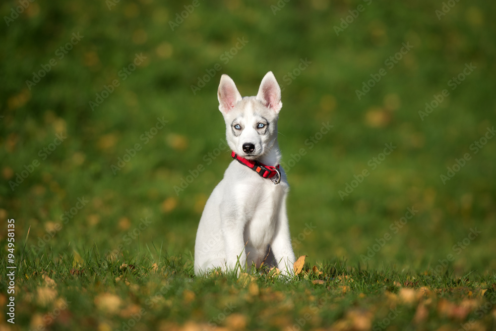 siberian husky puppy sitting on grass