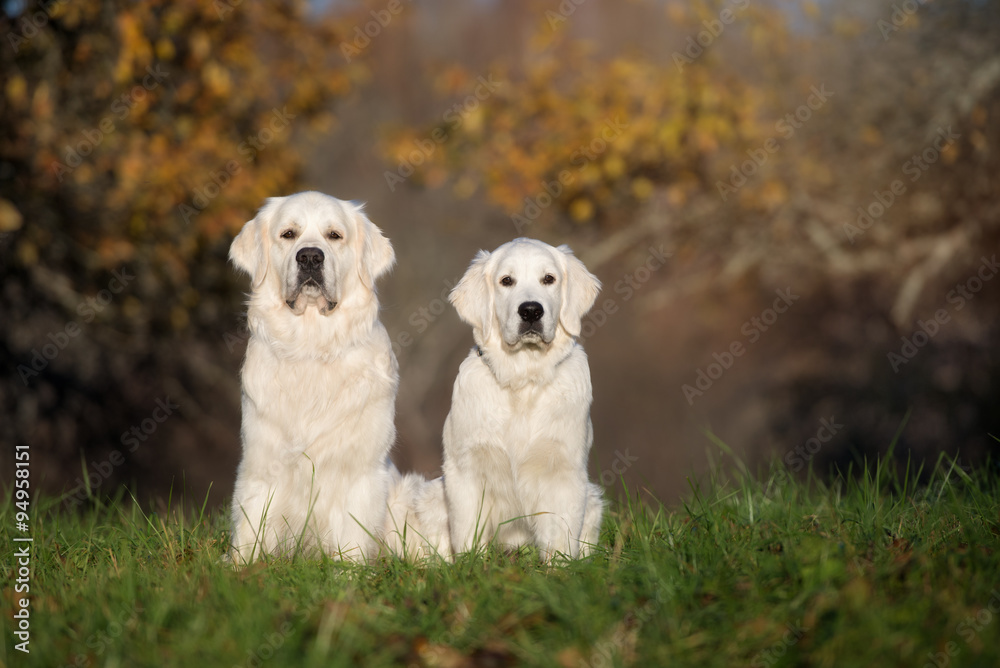 golden retriever dog and puppy sitting outdoors golden retriever dog and puppy sitting outdoors
