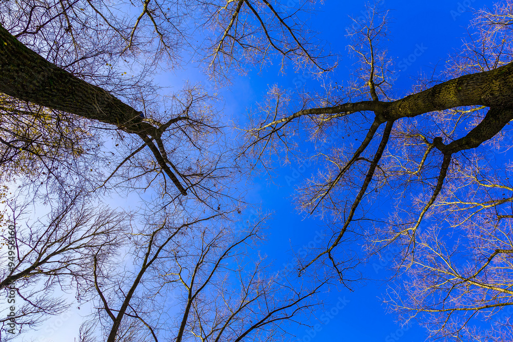 Obraz premium Bare Branches of Trees Against Sky