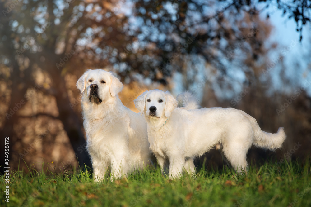 golden retriever dog and puppy outdoors