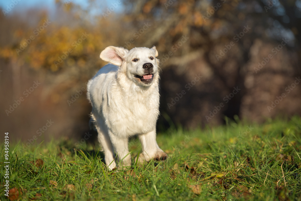 happy golden retriever puppy running outdoors
