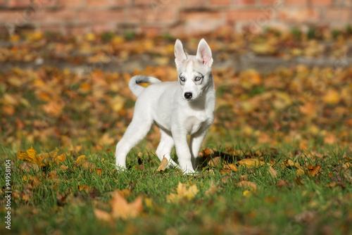siberian husky puppy outdoors in autumn