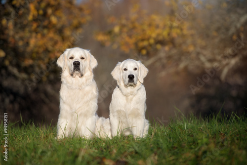 golden retriever dog and puppy sitting outdoors