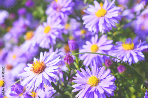 aster