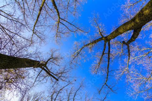Tree Trunks and Bare Branches Against the Sky
