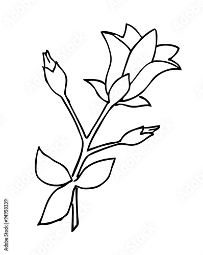 Harebell