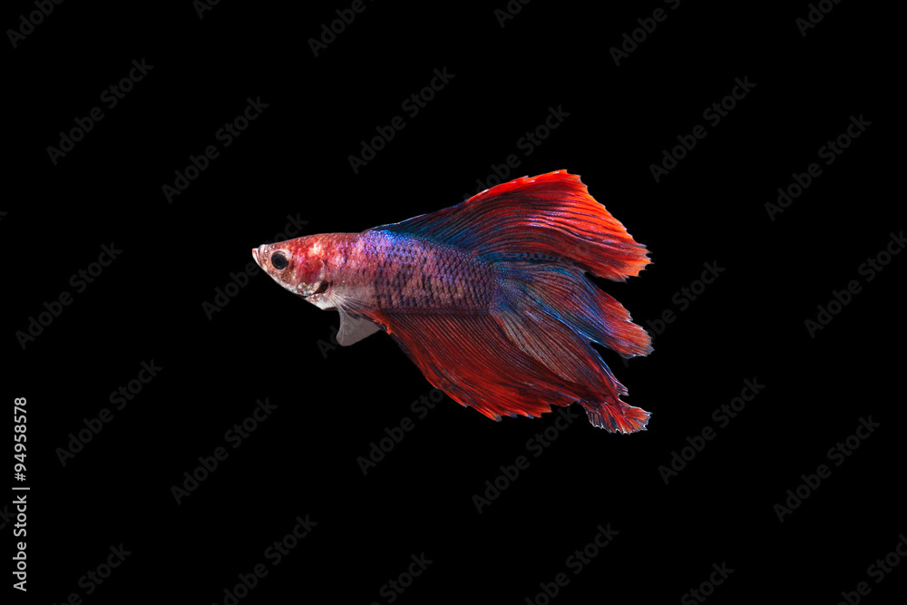 Betta fish on the black background. Betta fish on the black background.