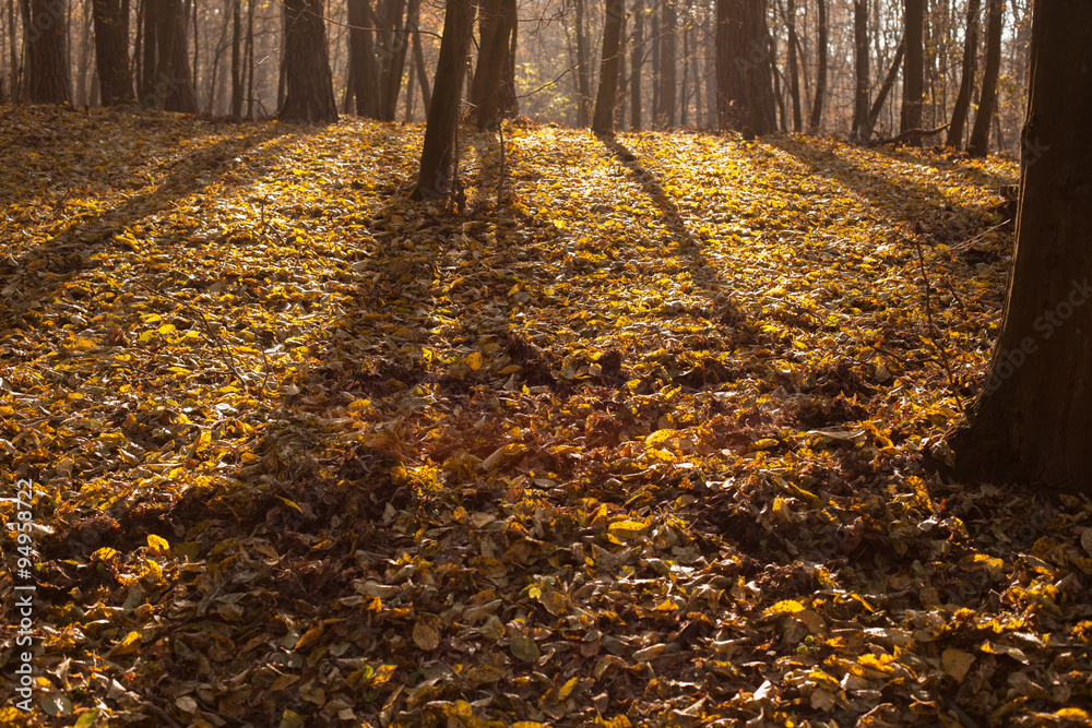 Obraz premium autumn scene, colors of autumn 