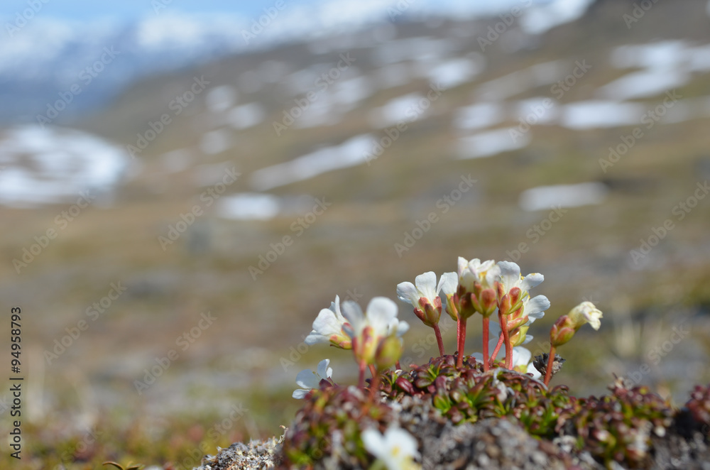 Obraz premium White tundra flowers on a rocky slope, Swedish mountains