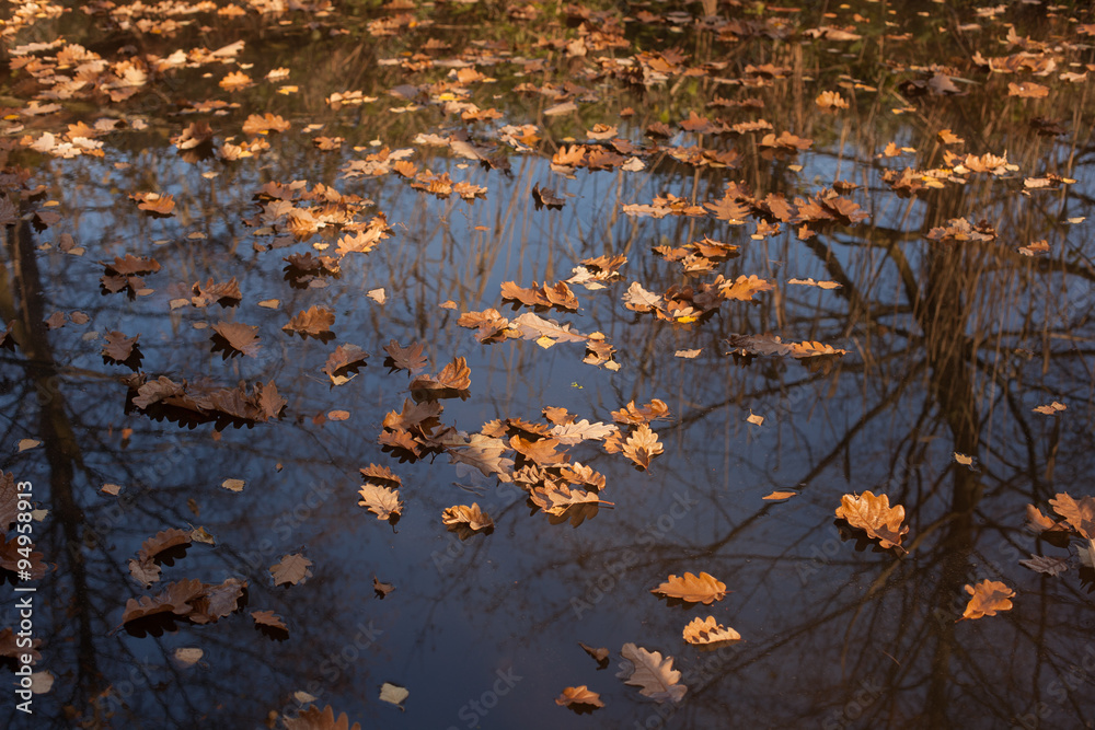 autumn scene, colors of autumn
autumn scene, colors of autumn