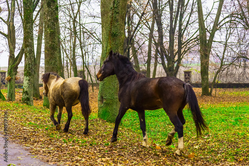 Two Horses Walking in Park