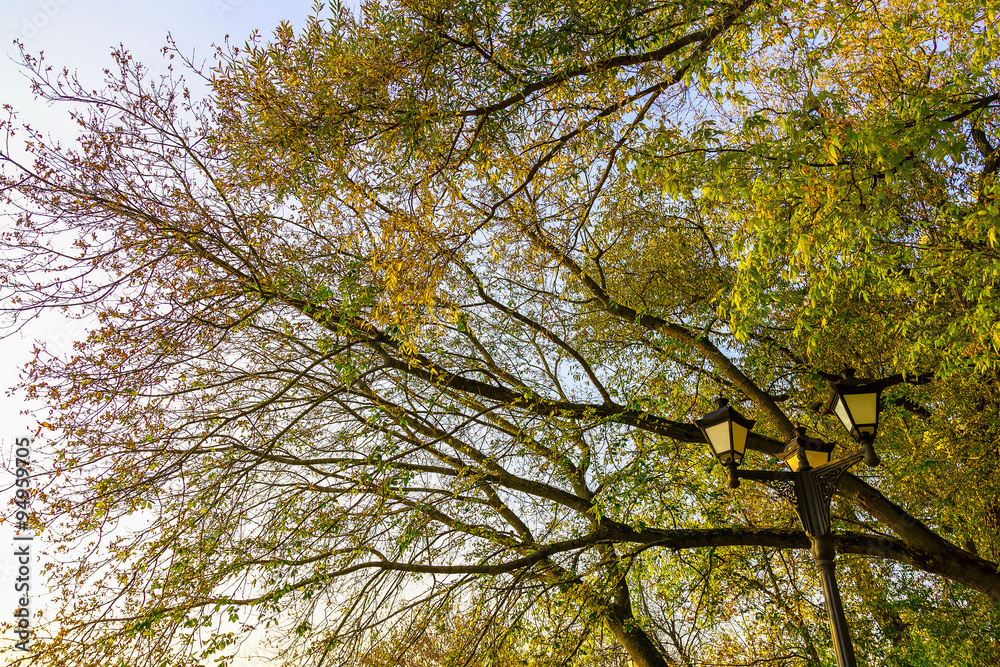 The Street Lamps in Leaves of the Trees The Street Lamps in Leaves of the Trees
