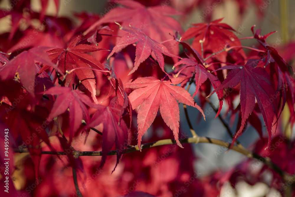 Red maple leaves on branch, background Red maple leaves on branch, background