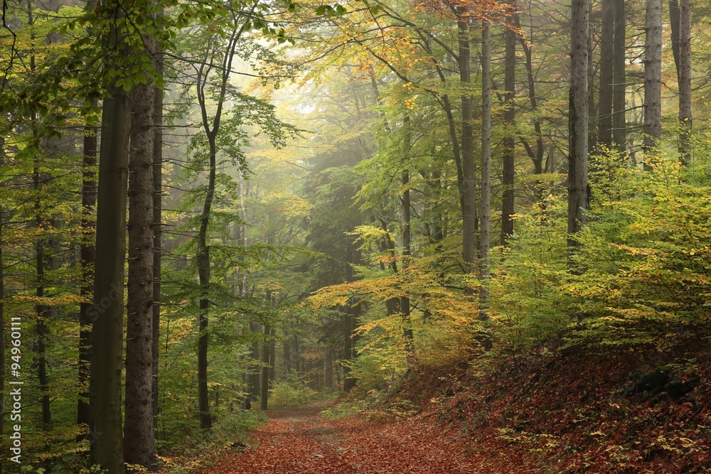 Obraz premium The trail through the autumnal forest