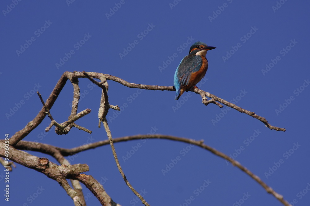 Fototapeta premium Martin-peêcheur sur son bois mort