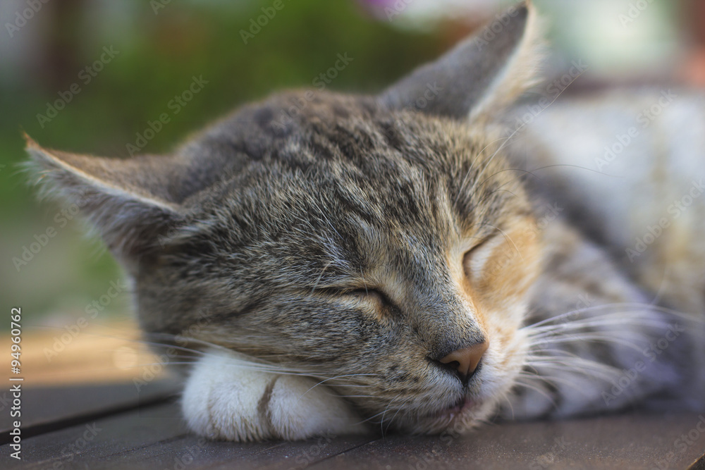 Fototapeta premium Sleeping tabby cat