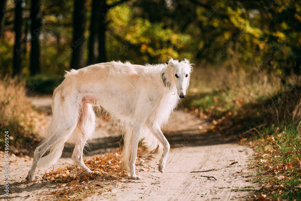 White Russian Borzoi hunting in autumn forest. White Russian Borzoi hunting in autumn forest.