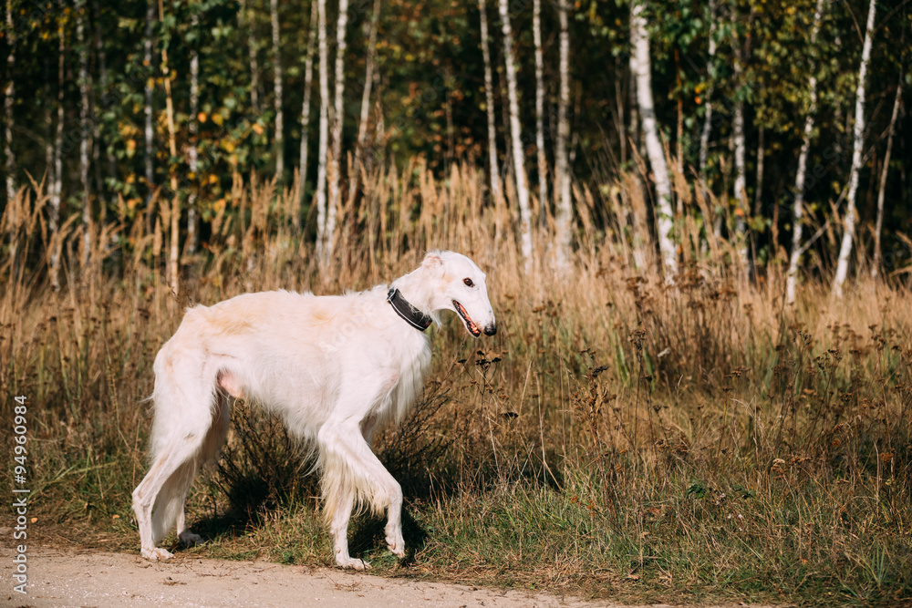White Russian Borzoi hunting in autumn forest.