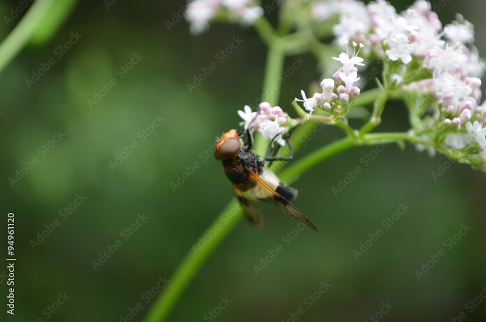 White flower head with orange soldier beetles White flower head with orange soldier beetles