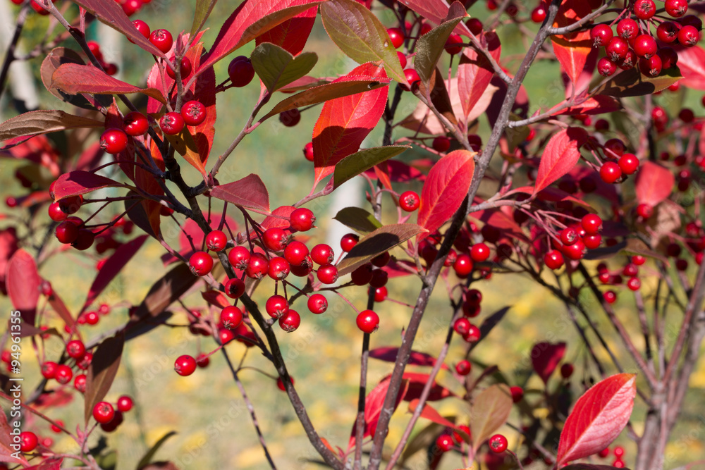 Obraz premium Aronia arbustifolia brillant