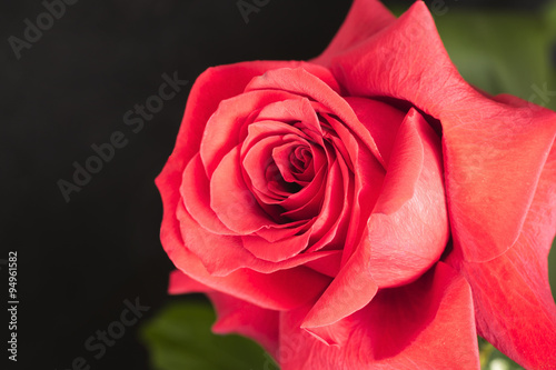 Flower red rose on black background