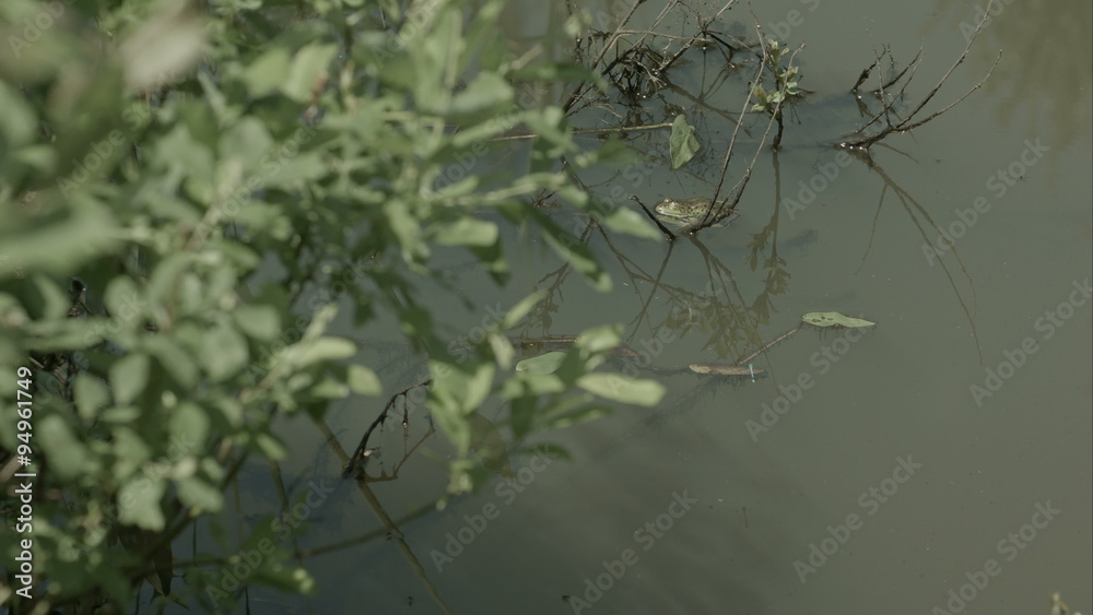 Wetland area with aquatic plants, swamp vegetation Wetland area with aquatic plants, swamp vegetation