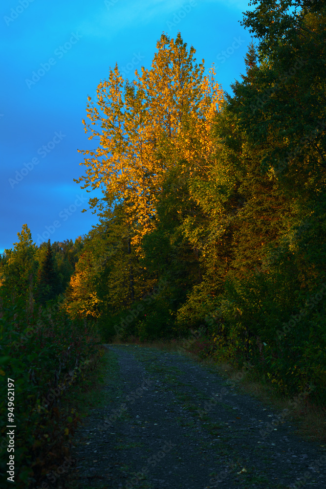 Fototapeta premium Gravel Road in Fall