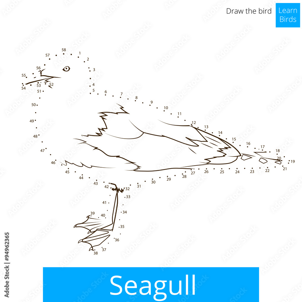 Seagull bird learn to draw vector