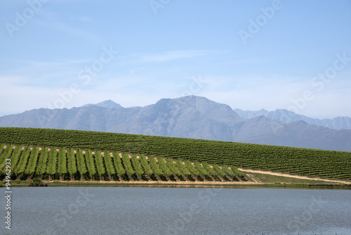 Water vines and mountains at Riebeek Kasteel in the Swartland region South Africa photo