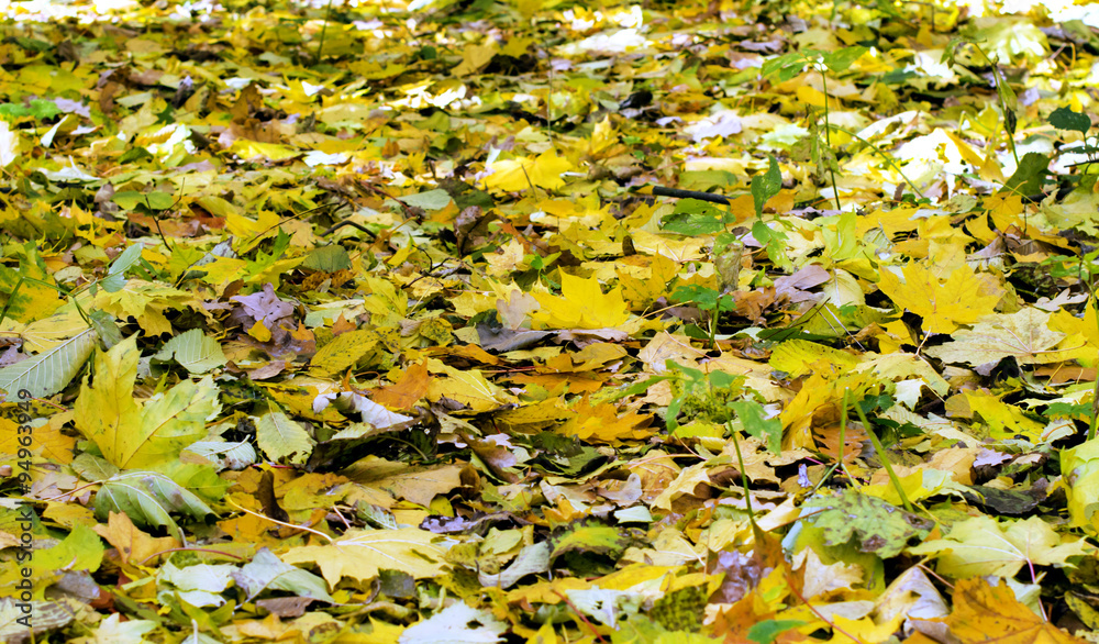 Obraz premium Various fallen yellow leaves