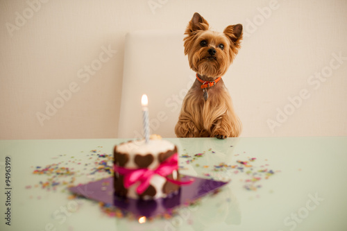 Yorkshire terirer  looking at birthday cake in front